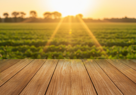 Soya Derivatives Products